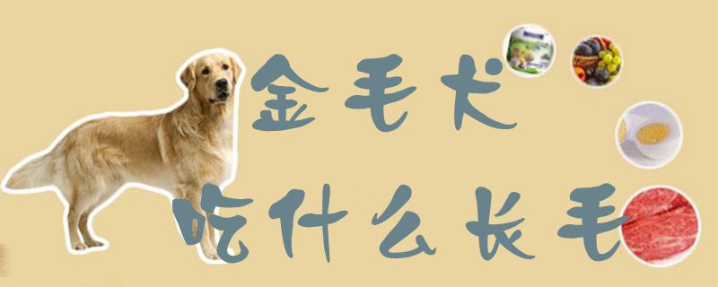 金毛犬吃什么长毛,第1张