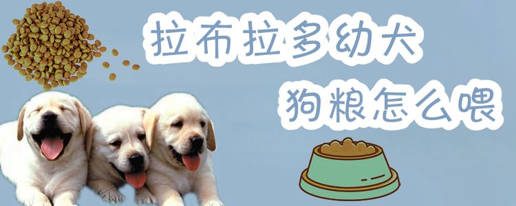 拉布拉多幼犬狗粮怎么喂,第1张