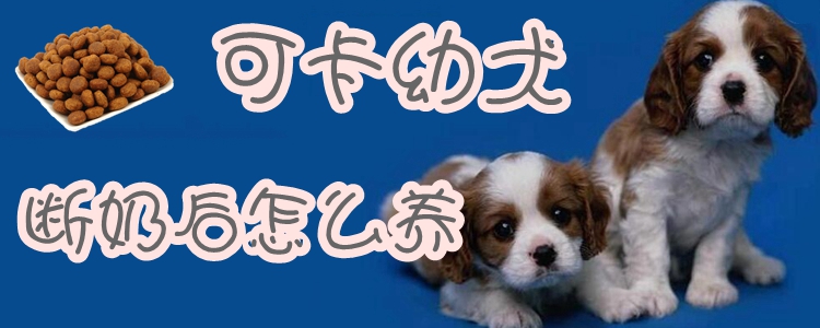 可卡幼犬断奶后怎么养,第1张