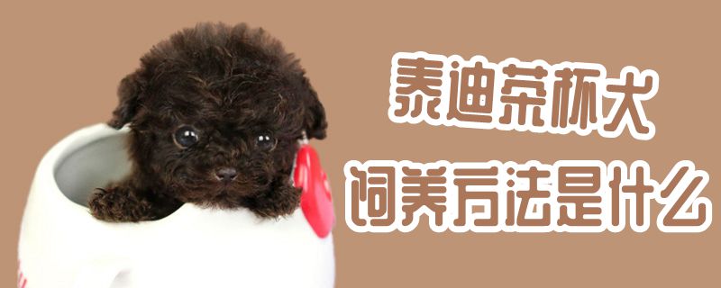 泰迪茶杯犬饲养方法是什么,第1张