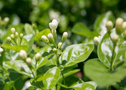 茉莉喜欢太阳吗,第1张