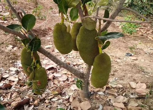 菠萝蜜盆栽几年结果,第1张