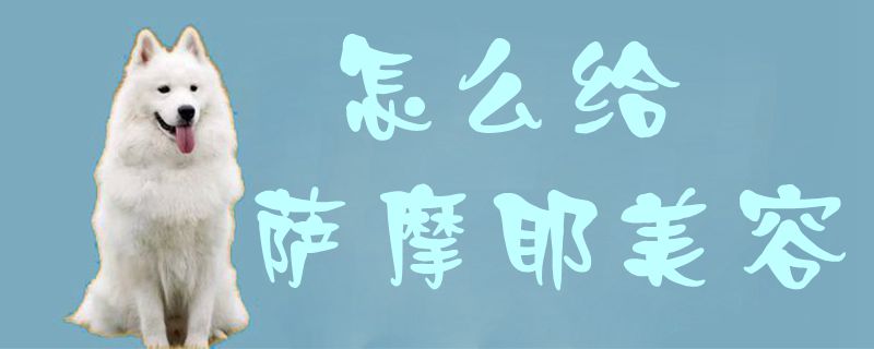 怎么给萨摩耶美容,第1张