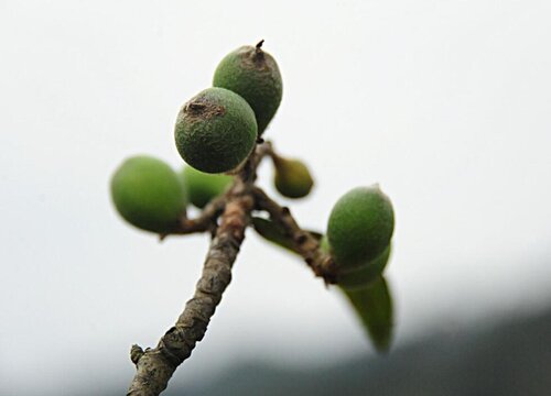 枇杷树可以种在院子里吗,第1张