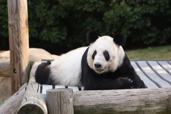 旅美大熊猫丫丫和乐乐之间是什么关系,旅美大熊猫丫丫和乐乐之间是什么关系,第1张