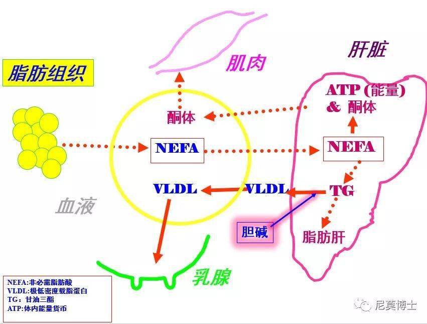 ​哪些行为容易伤肝？,​哪些行为容易伤肝？,第1张