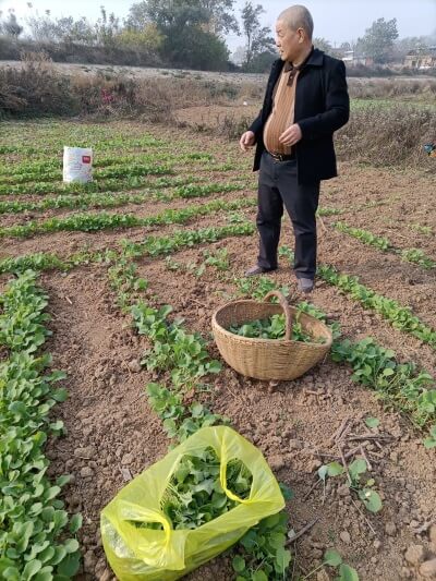 生菜籽的副作用 为什么奶奶自己榨的菜油颜色很深？,生菜籽的副作用 为什么奶奶自己榨的菜油颜色很深？,第1张