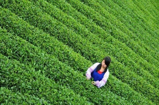 谷雨茶在什么时候去采摘 会更好,谷雨茶在什么时候去采摘 会更好,第1张