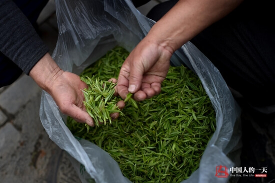 谷雨茶是什么茶 是绿茶吗,谷雨茶是什么茶 是绿茶吗,第1张