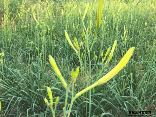 祁东黄花菜批发多少钱一斤 中国黄花菜节-塈千人同吃一锅菜，你去参加了吗？,祁东黄花菜批发多少钱一斤 中国黄花菜节-塈千人同吃一锅菜，你去参加了吗？,第1张