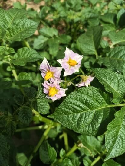 土豆花的做法 四川古蔺有一种小吃叫《洋芋花》有谁知道怎么做啊！求教程？,土豆花的做法 四川古蔺有一种小吃叫《洋芋花》有谁知道怎么做啊！求教程？,第1张