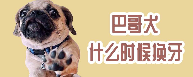 巴哥犬什么时候换牙,第1张