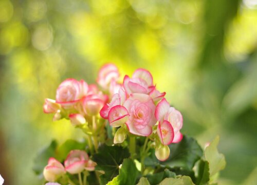 海棠花生长条件和特性,第1张