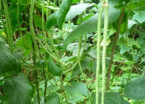 缸豆种植时间和方法,第1张