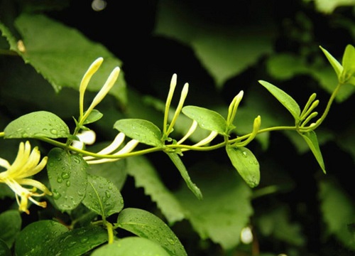 金银花种植条件与气候要求,第1张