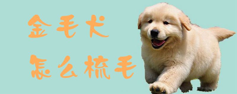 金毛犬怎么梳毛,第1张