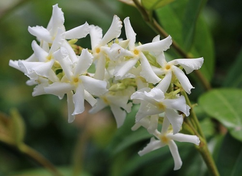 茉莉花可以浇醋吗,第1张