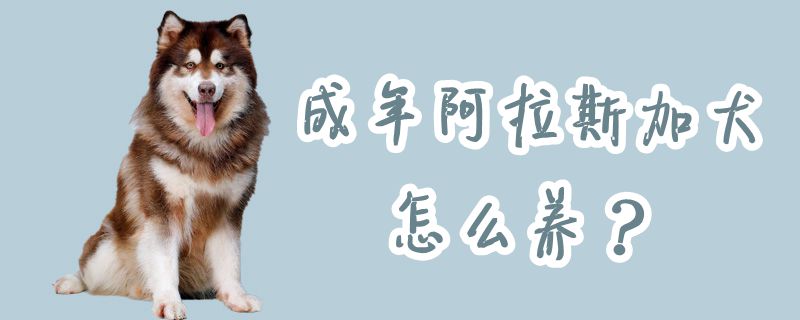 成年阿拉斯加犬怎么养,第1张