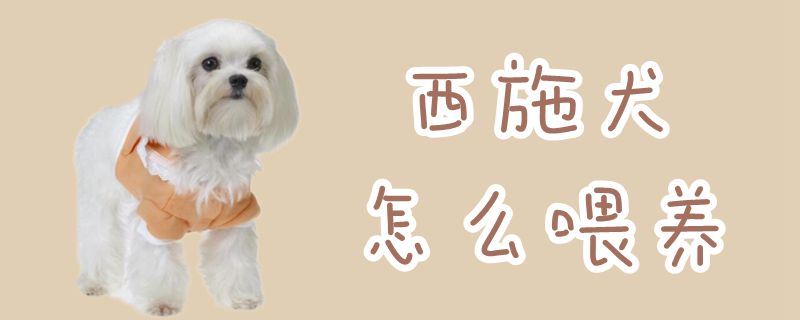 西施犬怎么喂养,第1张