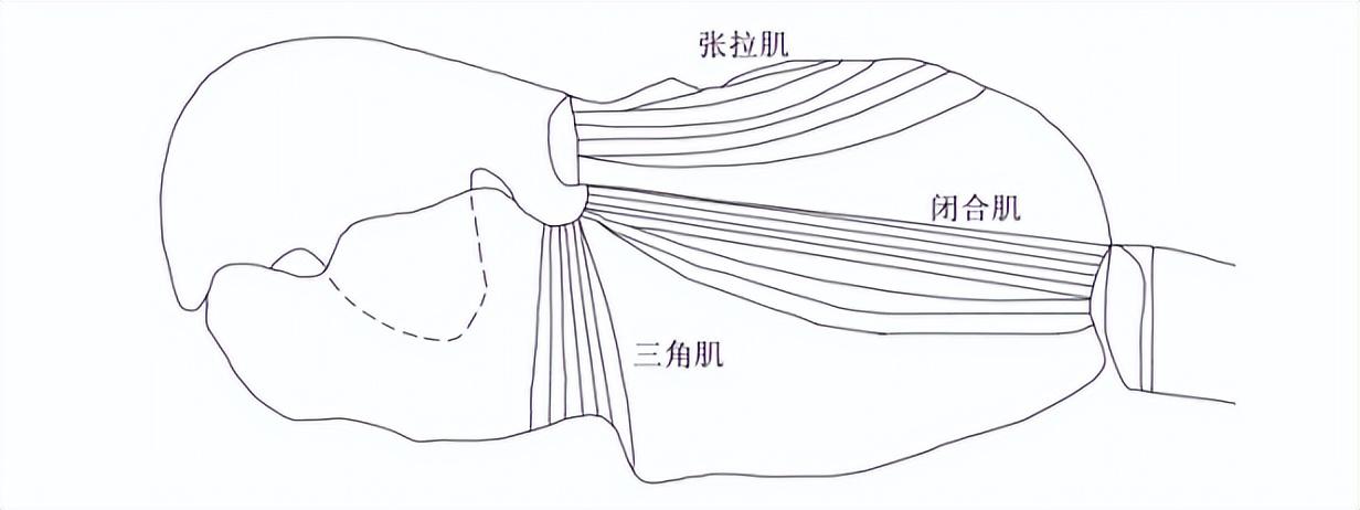 枪虾是什么动物？为何中美均对其仿生研究？,枪虾是什么动物？为何中美均对其仿生研究？,第4张