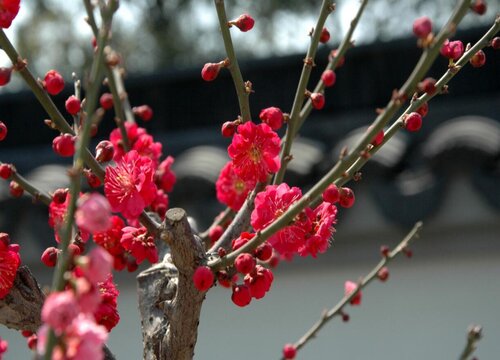 梅花开花时能浇水吗,第1张