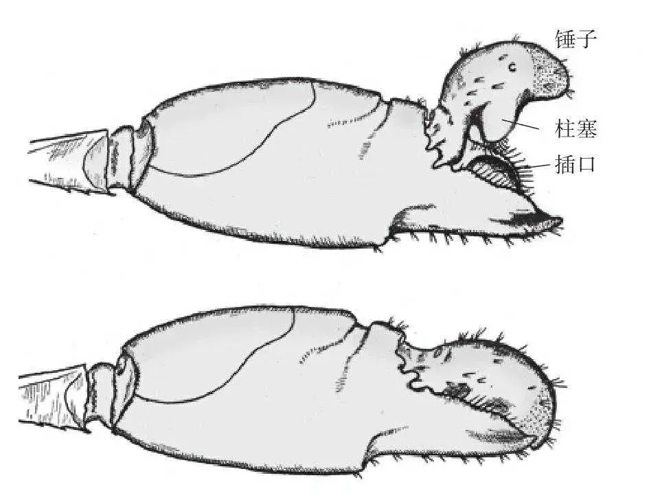 枪虾是什么动物？为何中美均对其仿生研究？,枪虾是什么动物？为何中美均对其仿生研究？,第2张