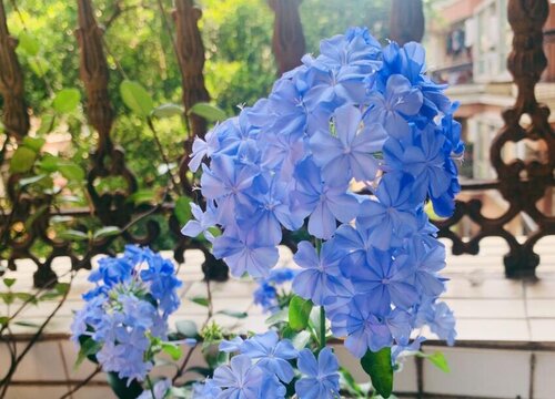 蓝雪花开花后怎么修剪,第1张