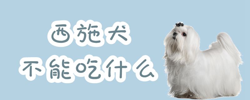 西施犬不能吃什么,第1张