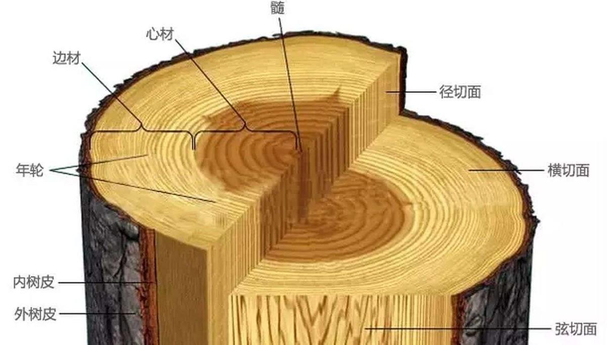 金丝楠木：十克金换一克木，百木之王有何神奇？,金丝楠木：十克金换一克木，百木之王有何神奇？,第2张