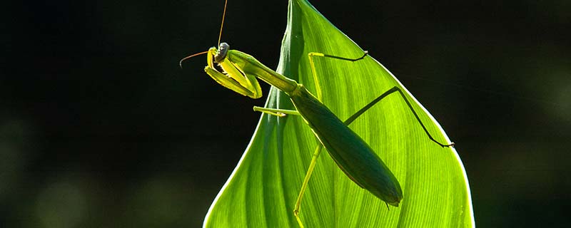 昆虫记中螳螂的特点,螳螂4.jpg,第1张