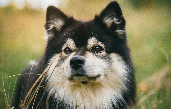 幼犬什么时候打狂犬疫苗,第1张