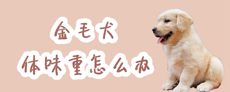 金毛犬体味重怎么办,第1张