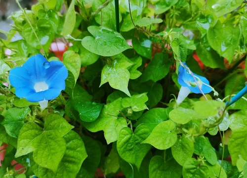 牵牛花几天浇一次水,第1张