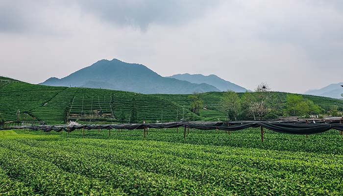 谷雨茶属于什么茶,绿茶-37.jpg,第2张