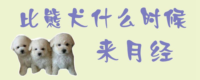 比熊犬什么时候来月经,第1张