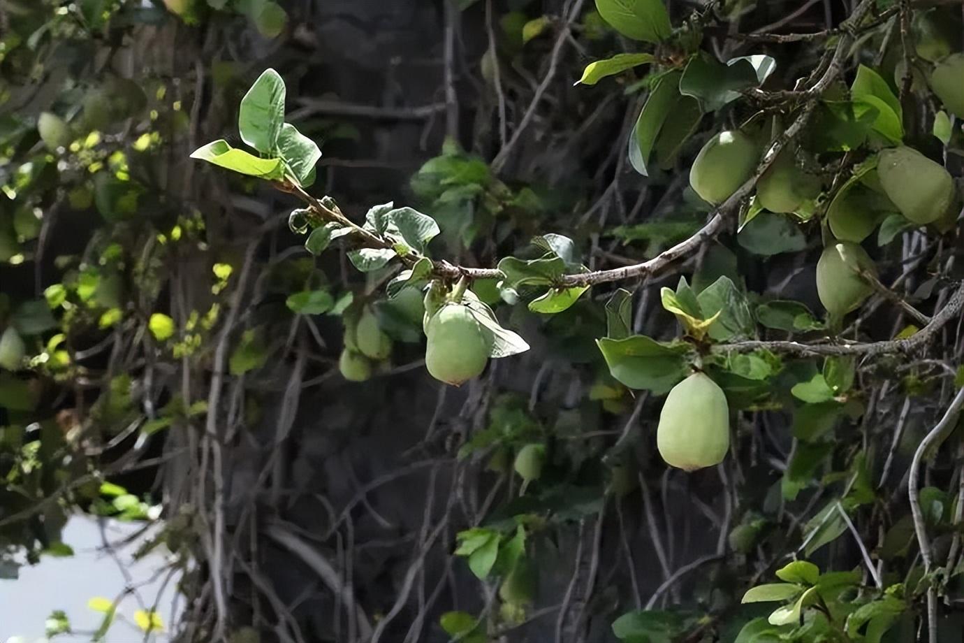 木莲豆腐是什么,第1张