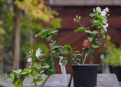 茉莉花生长环境条件及特点,第1张