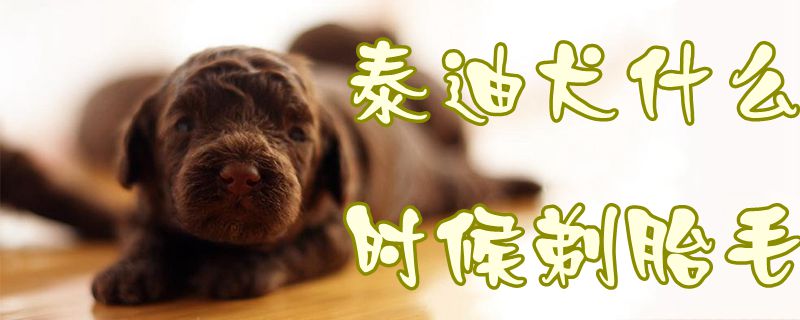 泰迪犬什么时候剃胎毛,第1张