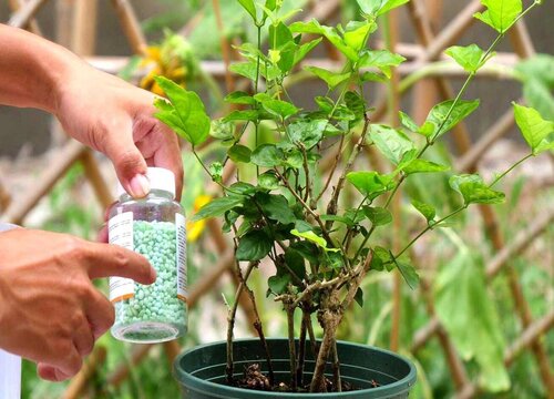 茉莉浇什么肥料合适,第1张