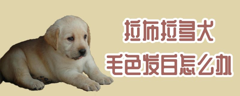 拉布拉多犬毛色发白怎么办,第1张