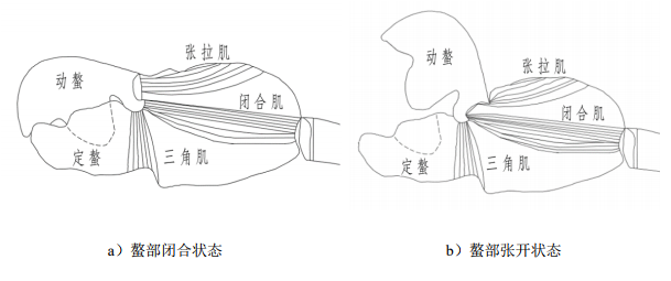 枪虾是什么动物？为何中美均对其仿生研究？,枪虾是什么动物？为何中美均对其仿生研究？,第5张