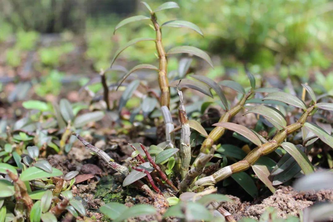 铁皮石斛是动物还是植物?,第1张