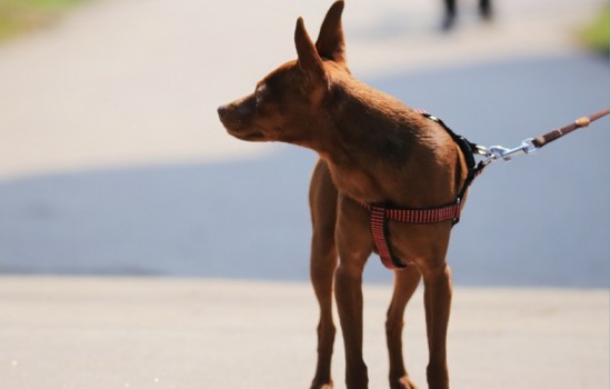 怎么给小鹿犬断尾巴,第1张