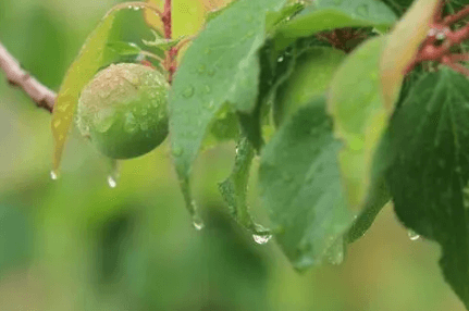 2023杭州梅雨季节是哪几个月,第1张