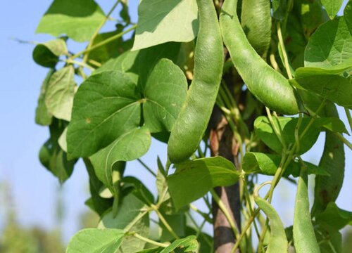 四季豆喜阴还是喜阳光的植物,第1张