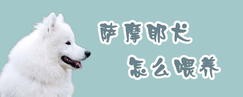 萨摩耶犬怎么喂养,第1张