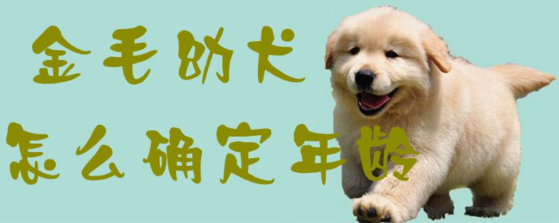 金毛幼犬怎么确定年龄,第1张