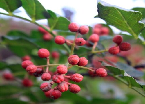 花椒什么时候种植最好,第1张